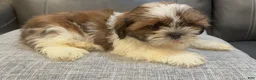 Shih Tzu dogs for sale: Max - Ad 2