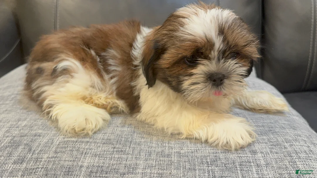 Shih Tzu dogs for sale: Max - Ad 2
