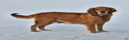 Golden Retriever dogs for sale: Luna   - Ad 4