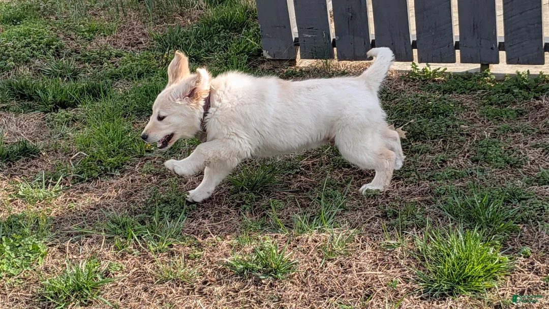 Golden Retriever dogs for sale: Nelson, AKC, reduced price - Ad 5