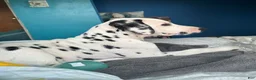 Dalmatian dogs for sale: Dalmatian 1 - Ad 3