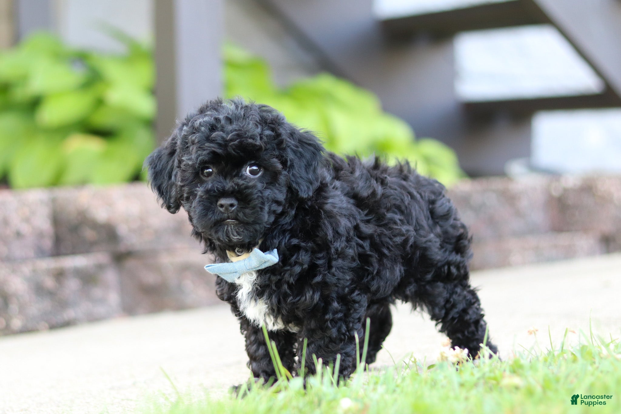 Maltipoo dogs Cookie - Ad 1