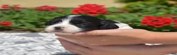 Cavachon dogs for sale: Liberty - Ad 5