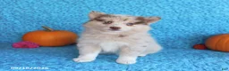 Pomsky dogs for sale: Raine - Ad 4