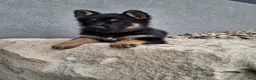 German Shepherd dogs for sale: Skye - Ad 4