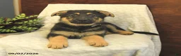 German Shepherd dogs for sale: Milly - Ad 3