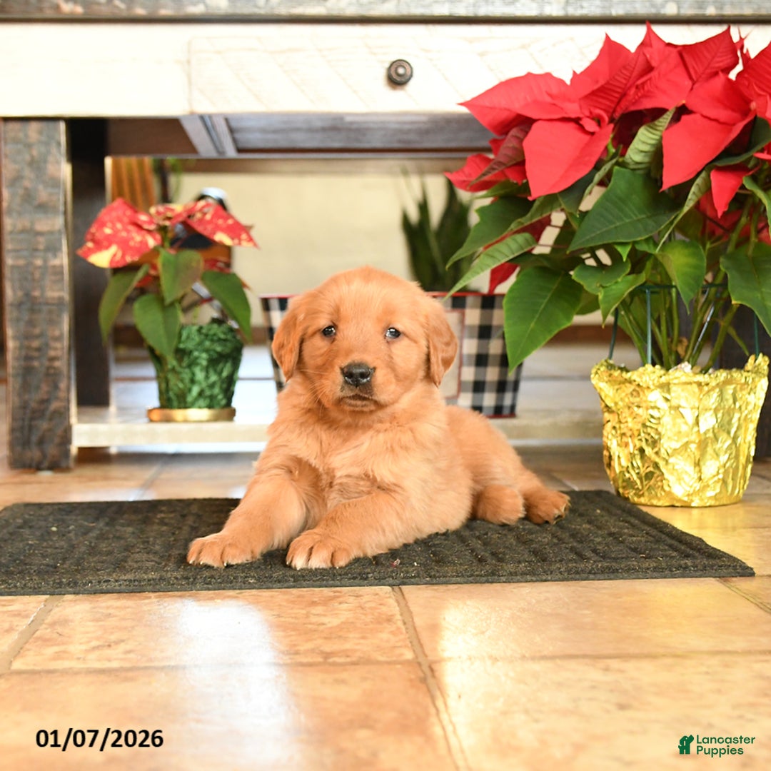 Golden Retriever dogs for sale: Rhonda - Ad 3