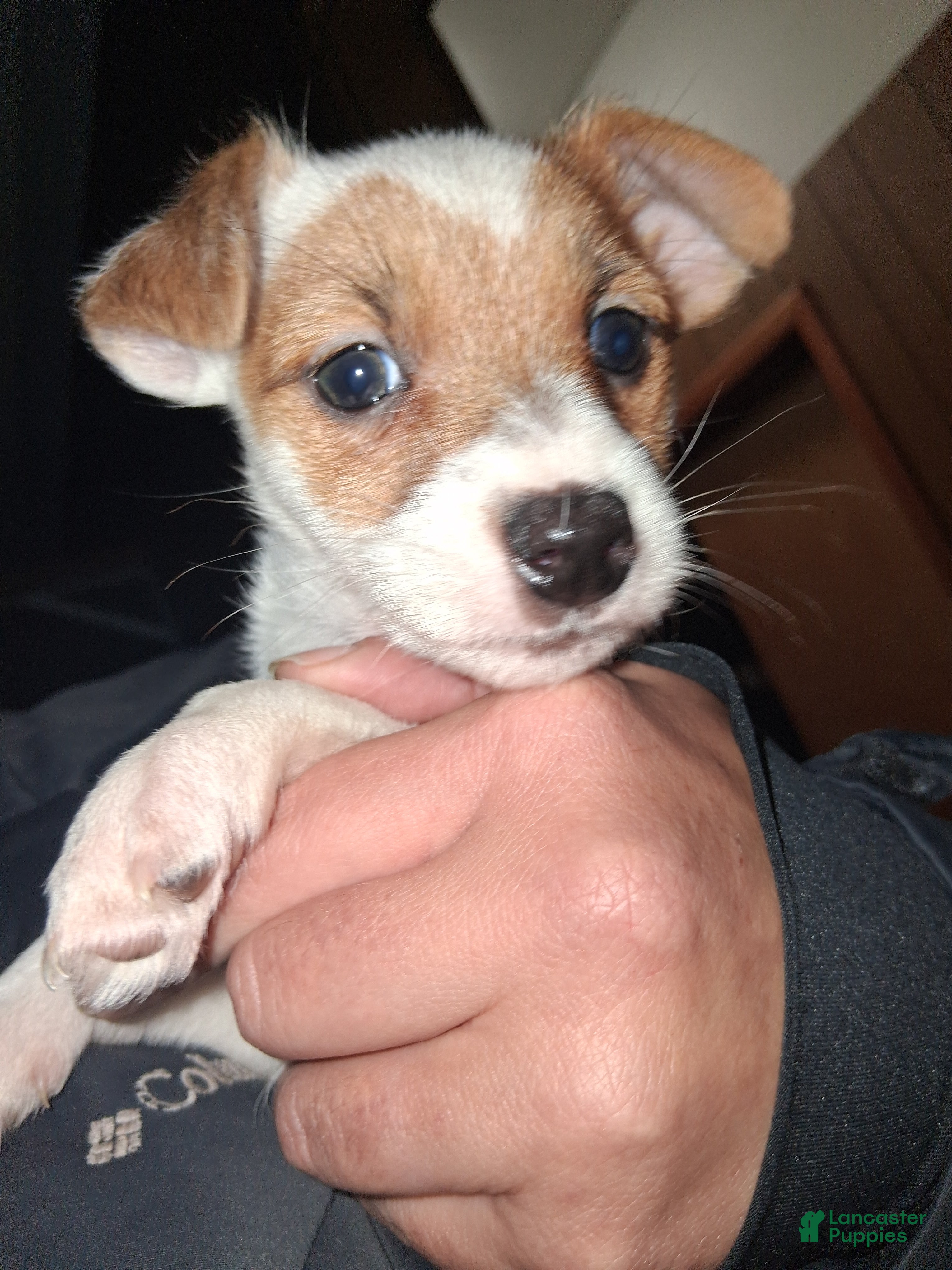 Jack Russell Terrier dogs Jack Russell Terrier Puppy 2 - Ad 2