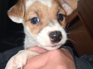 Jack Russell Terrier dogs Jack Russell Terrier Puppy 2 - Ad 2