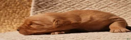 Golden Retriever dogs for sale: Daisy -AKC, Genetically Clear - Ad 71