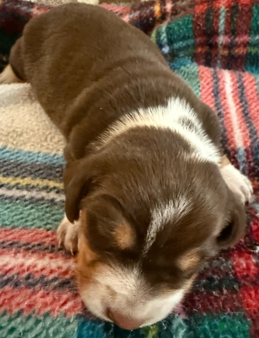 Dachshund dogs for sale: Dachshund Puppy 2 - Ad 4