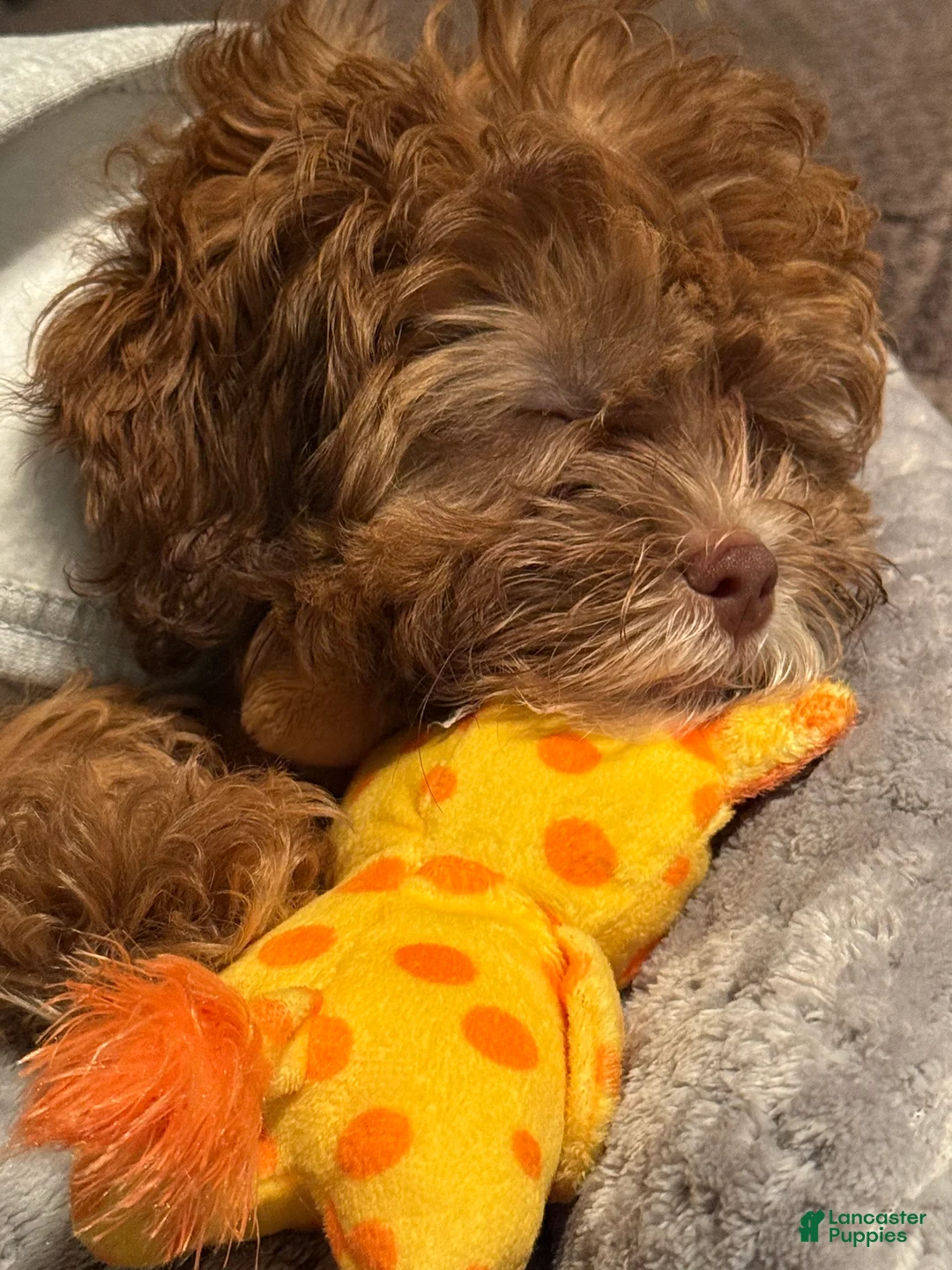 Shihpoo dogs for sale: Shihpoo Puppy 1 - Ad 6