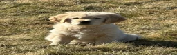Golden Retriever dogs for sale: Golden Retriever Puppy 6 - Ad 3