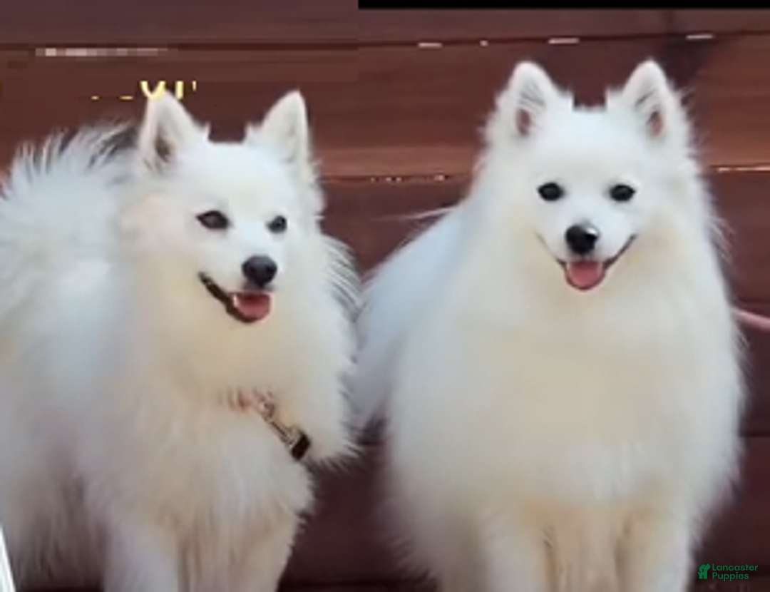 Breed Eskimo Spitz For Sale Japanese Spitz American Eskimo Mix