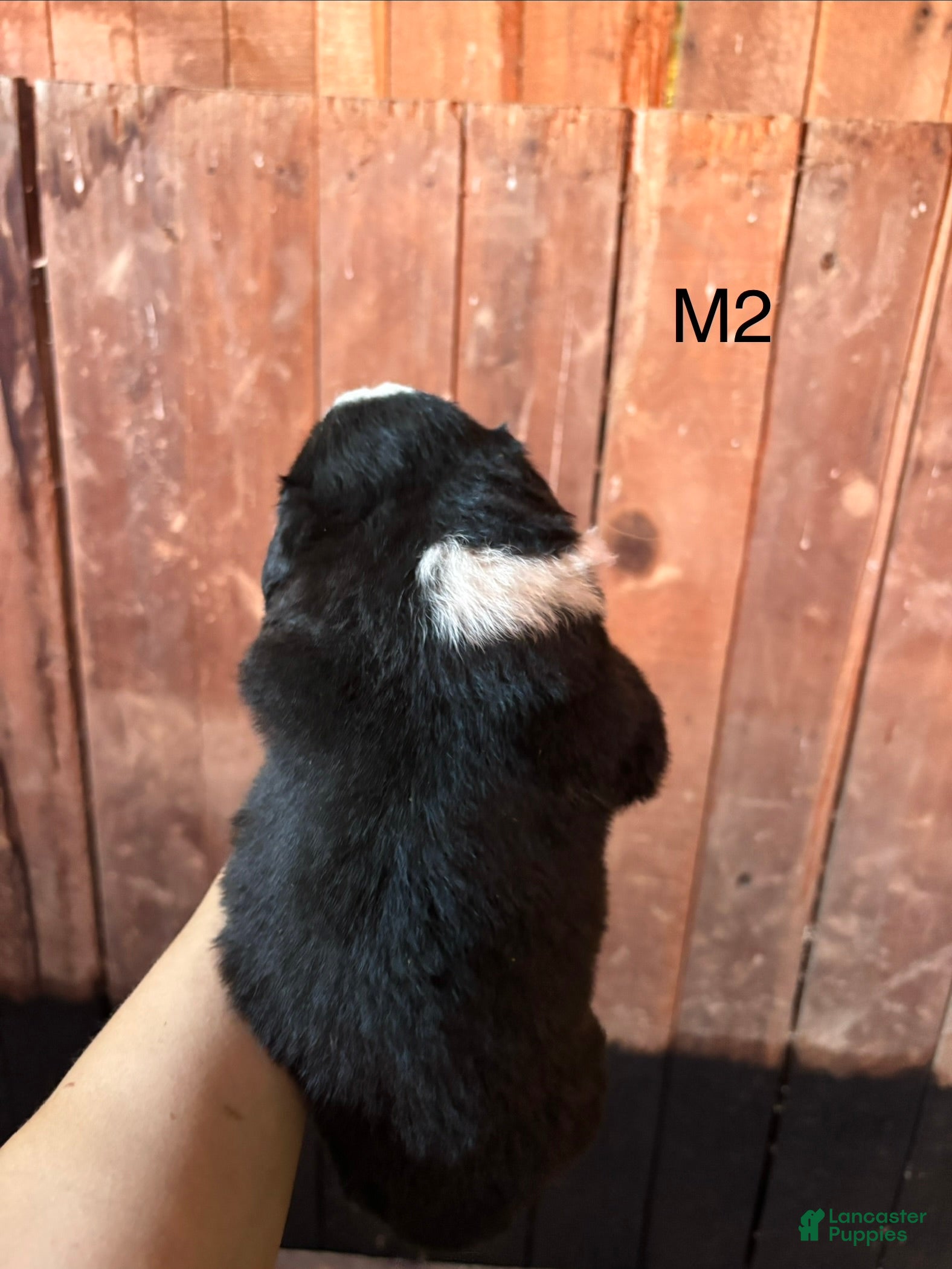 Bernese Mountain Dog dogs Bernese Mountain Dog m2 - Ad 2