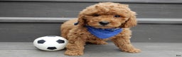 Mini Goldendoodle dogs for sale: Kole - Ad 5