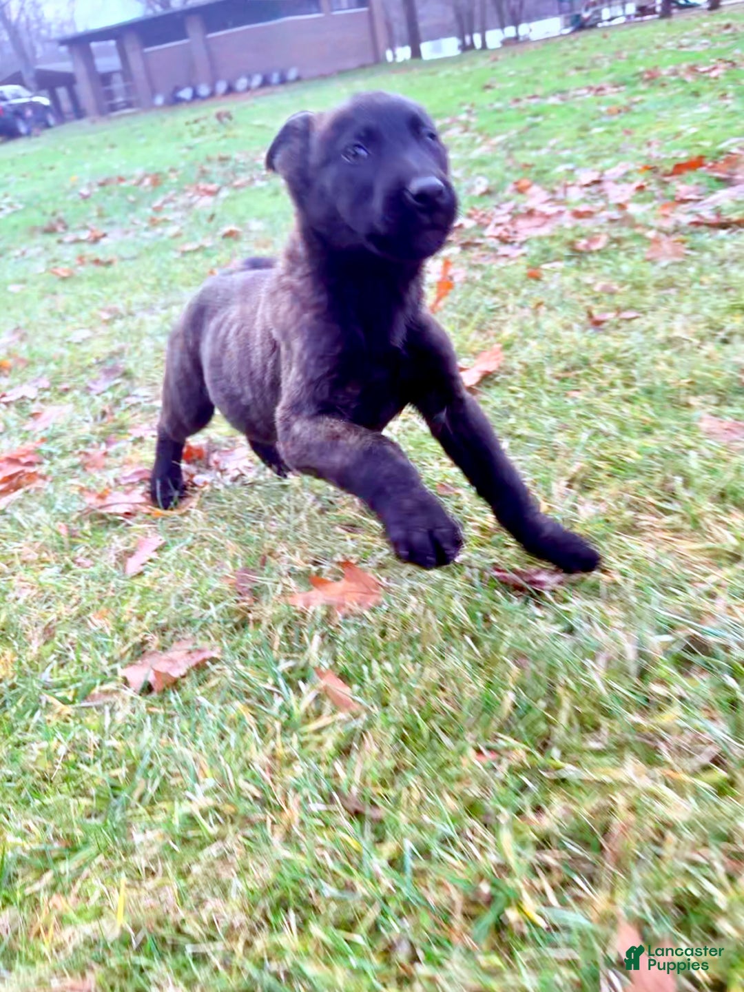 Mixed Breed dogs for sale: Orange collar - Male Brindle  - Ad 2