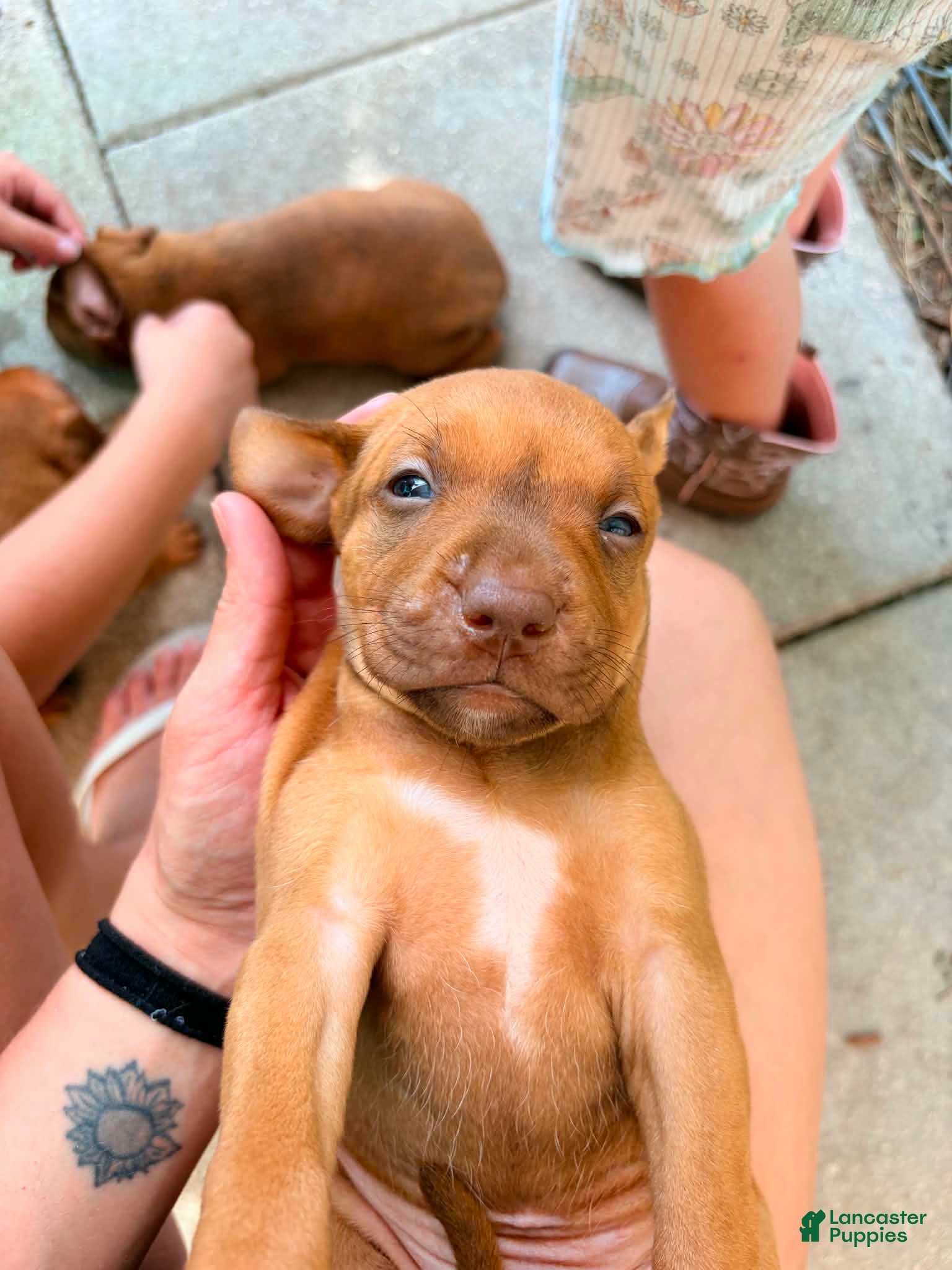 American Pit Bull Terrier dogs American Pit Bull Terrier 8 - Ad 3