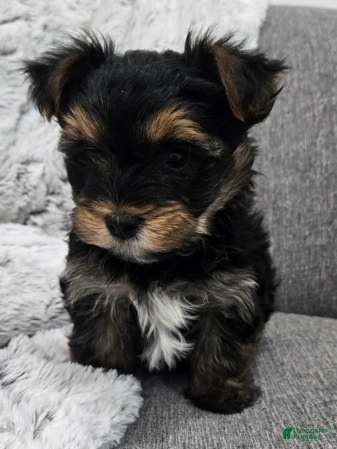 Yorkshire Terrier dogs for sale: Yorkshire Terrier Puppy 1 - Ad 6
