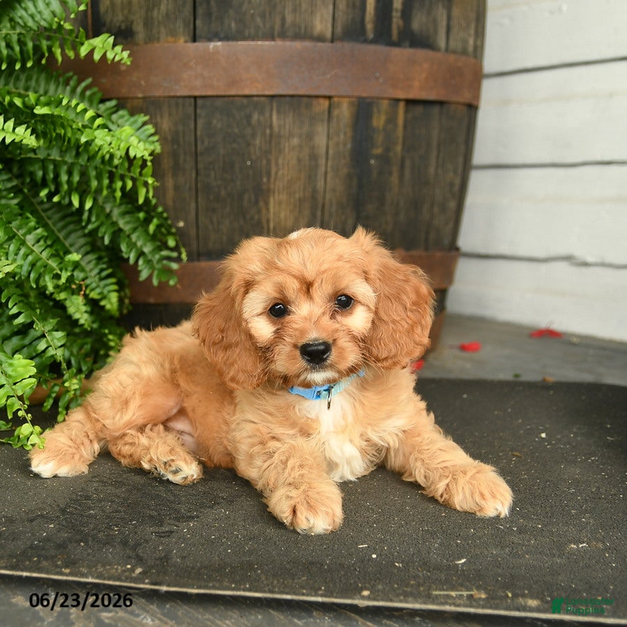 Cavapoo dogs Jasper  - Ad 2
