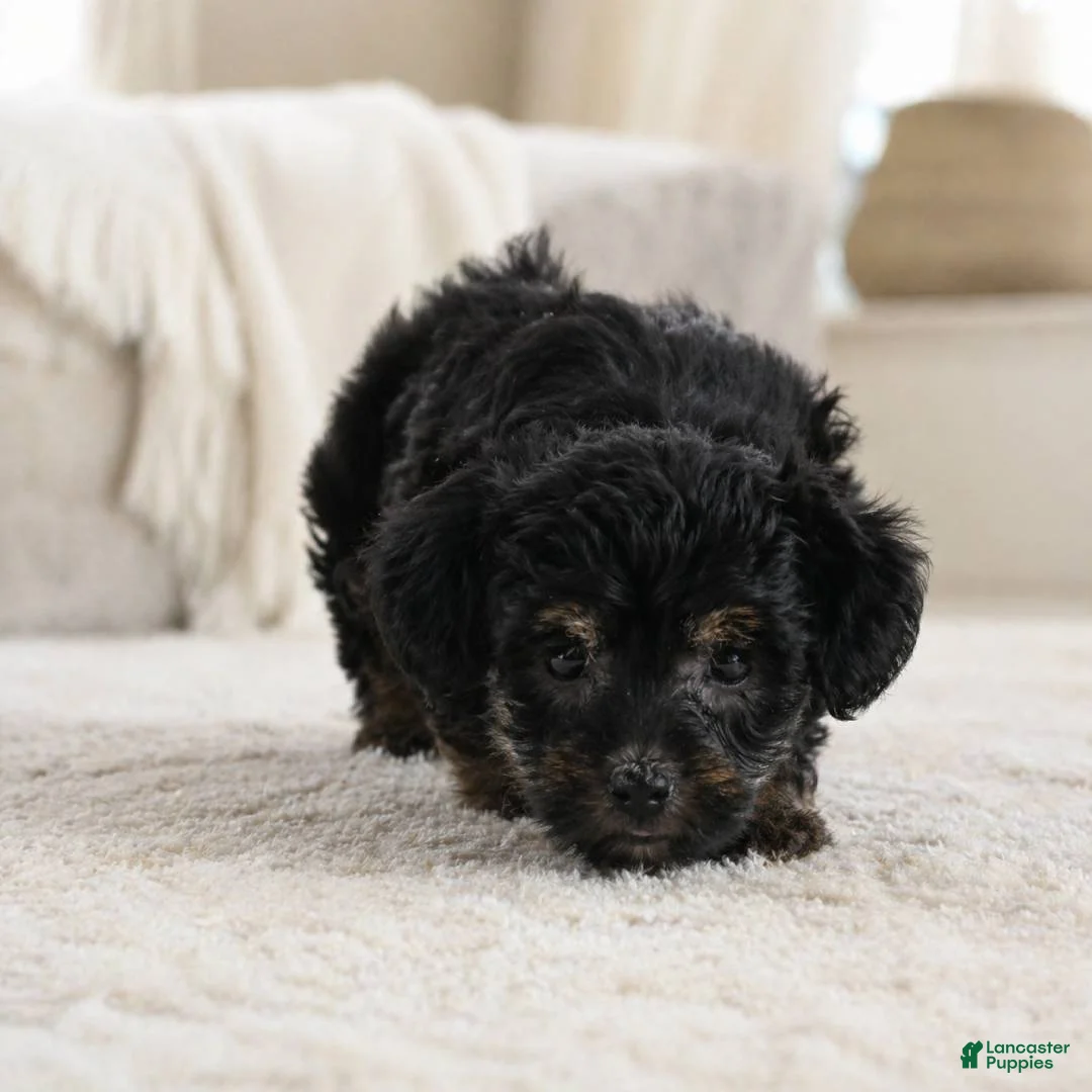 Yorkshire Terrier dogs for sale: Penny - Ad 1