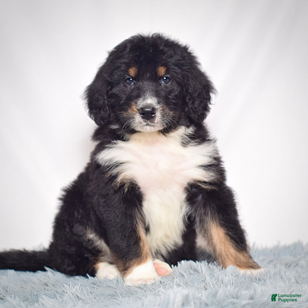 Bernedoodle dogs for sale: Mr. Teo - Ad 1