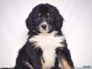 Bernedoodle dogs Mr. Teo - Ad 7