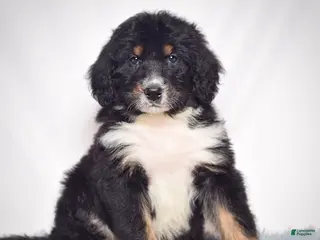 Bernedoodle dogs Mr. Teo - Ad 24