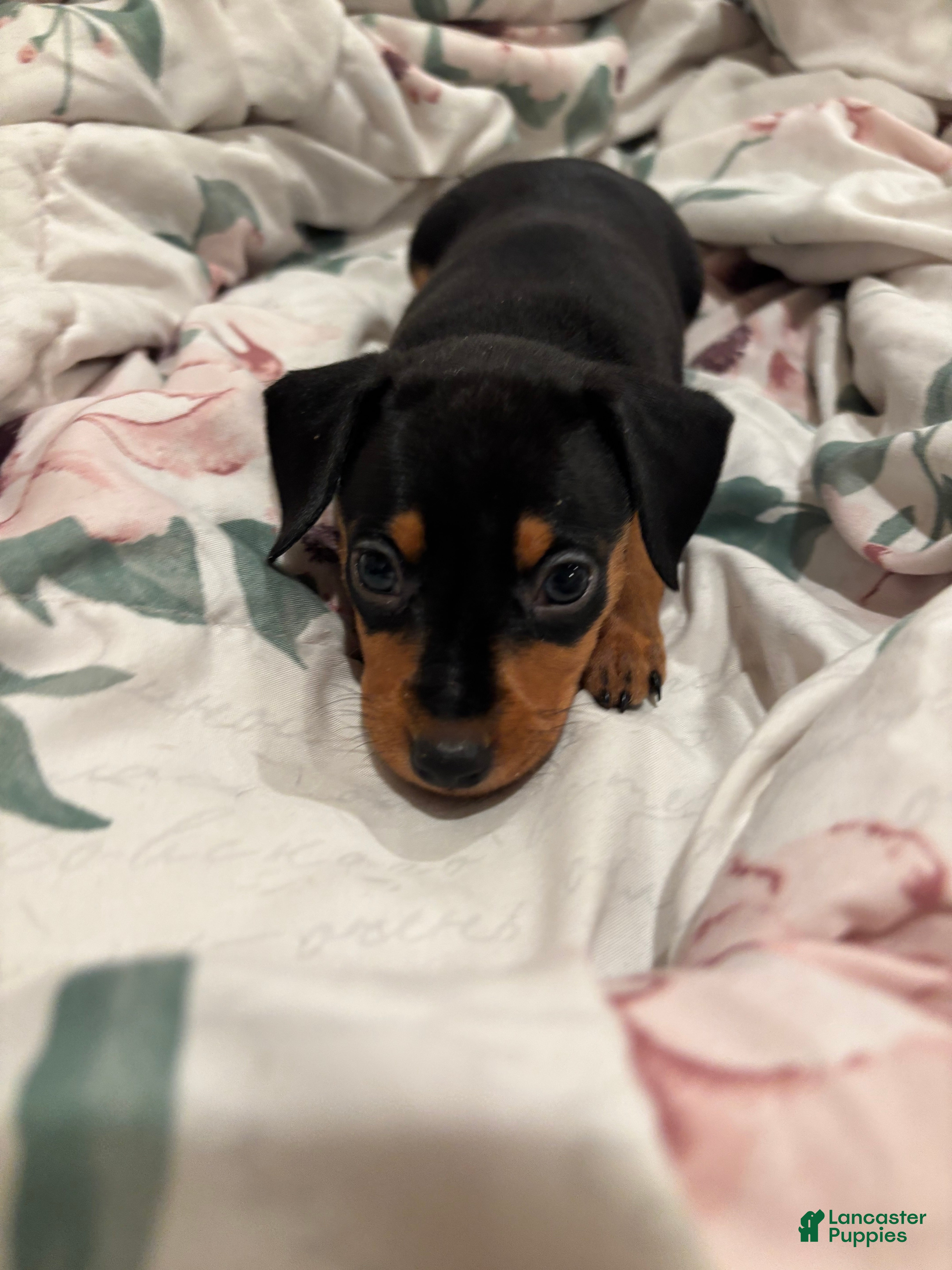 Miniature Pinscher dogs for sale: Cupcake - Ad 42
