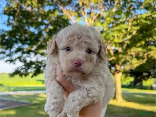 Mini Aussiedoodle dogs Sugar - Micro Mini F1b - Ad 8