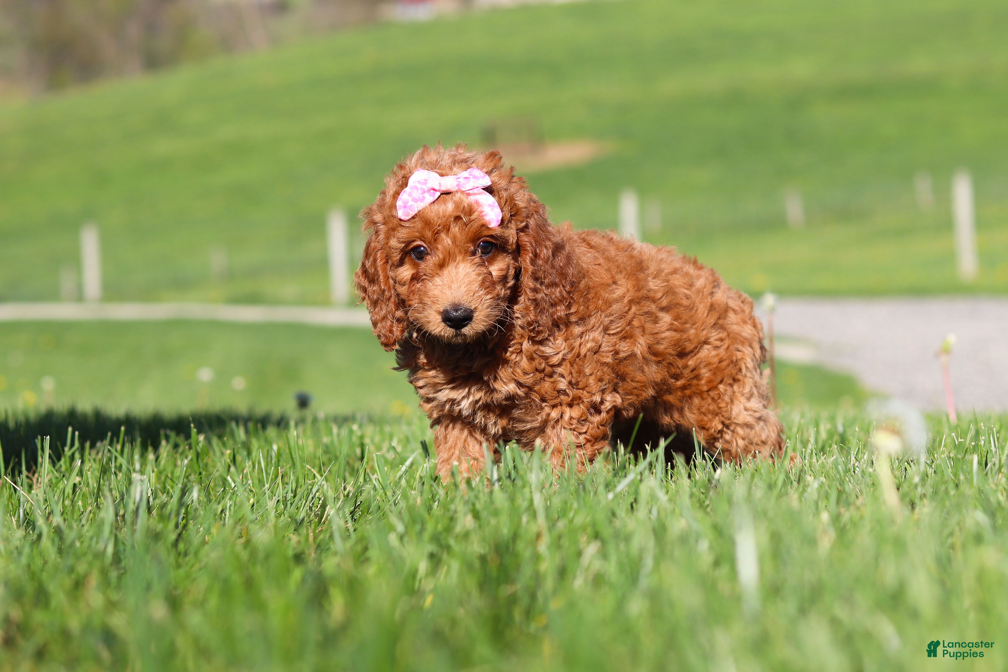 Miniature Labradoodle dogs Treva - Ad 2