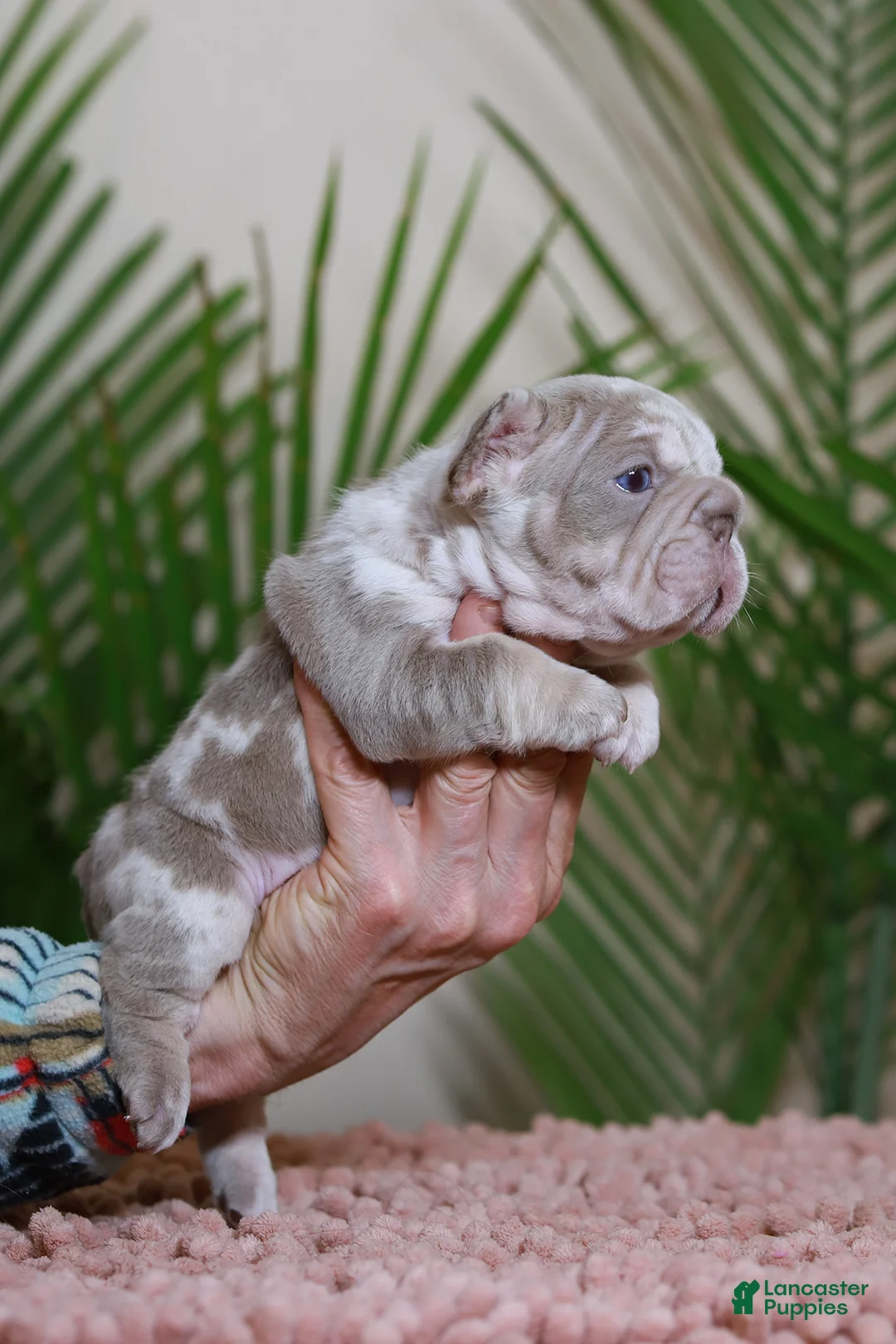 French Bulldog dogs for sale: REGINA - Ad 4