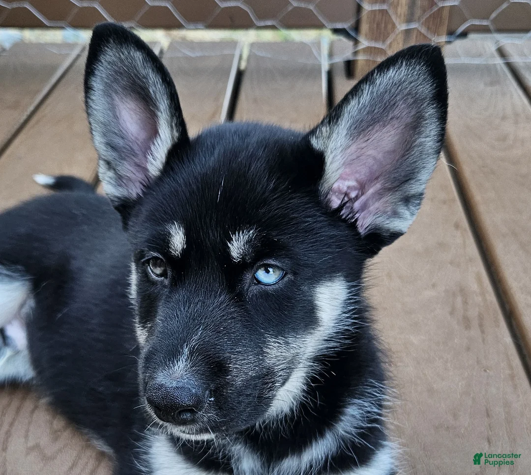 Gerberian Shepsky dogs for sale: Midnight - Ad 1