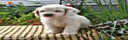 Cockapoo dogs for sale: Logan - Ad 1