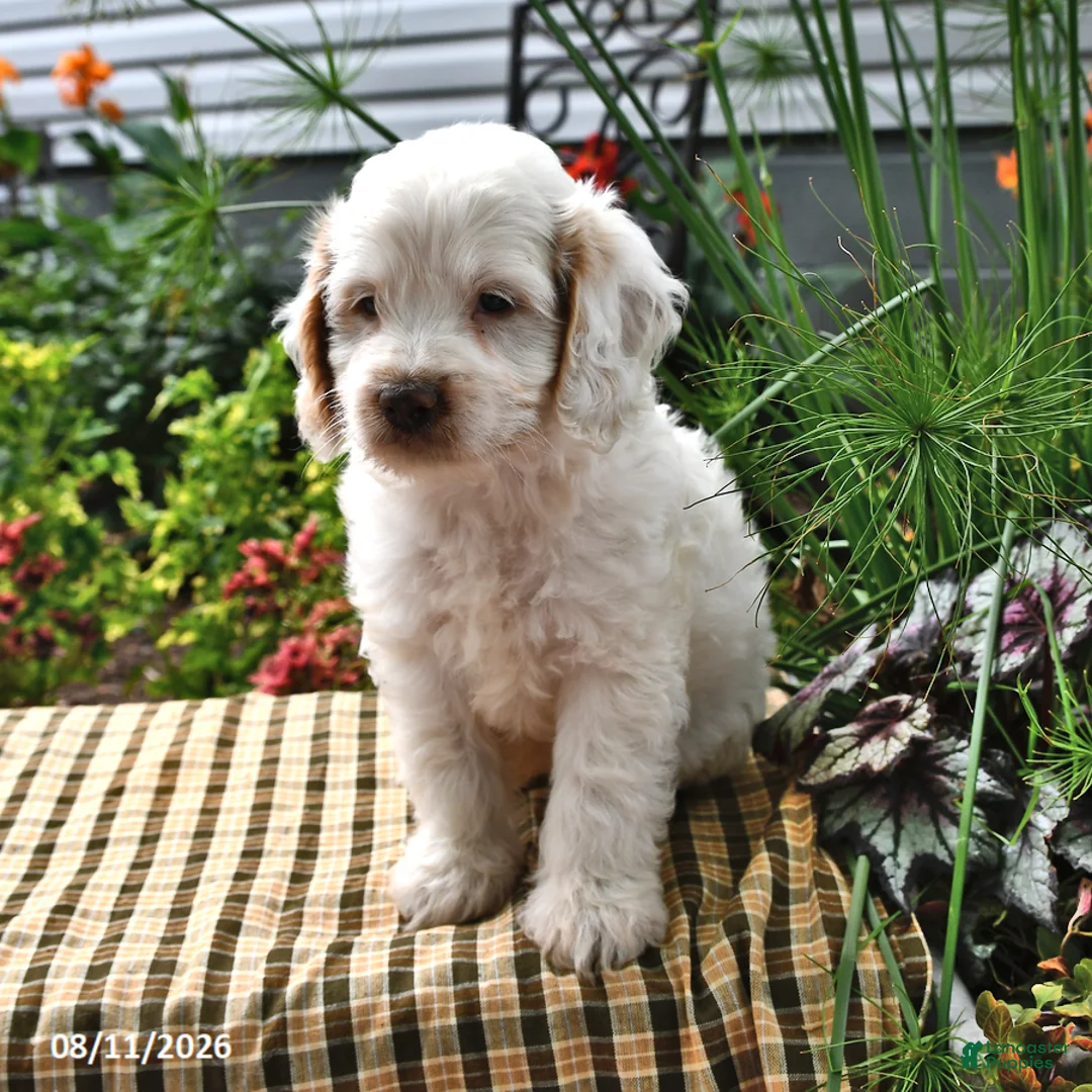 Cockapoo dogs for sale: Logan - Ad 1