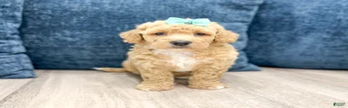 Roxie