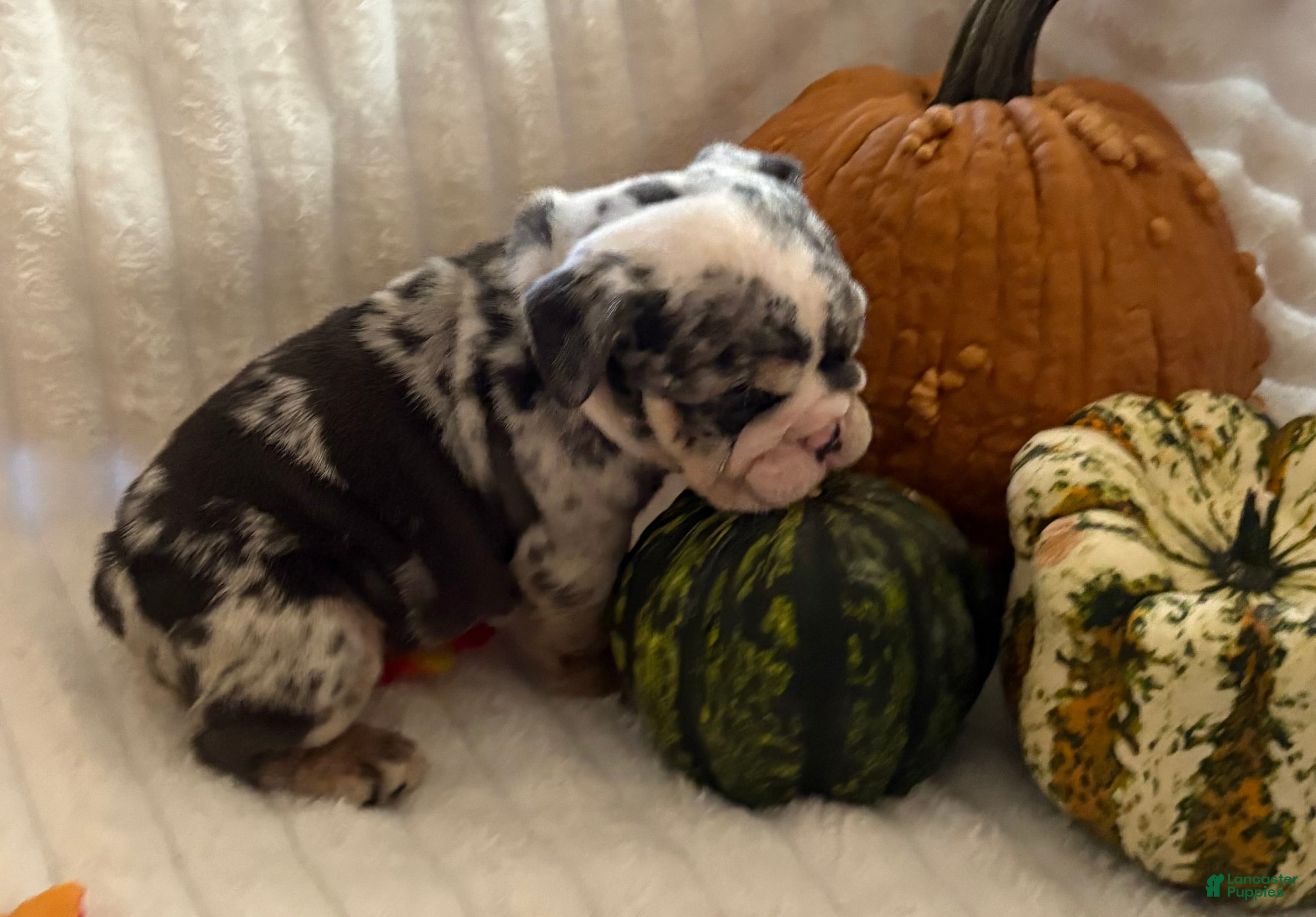 Lucy (Bulldog, Female) in West Lawn, PA