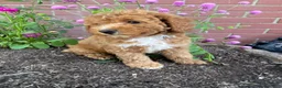 Miniature Poodle dogs for sale: Hazel - Ad 4
