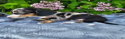 Dachshund dogs for sale: Rusty - Ad 6