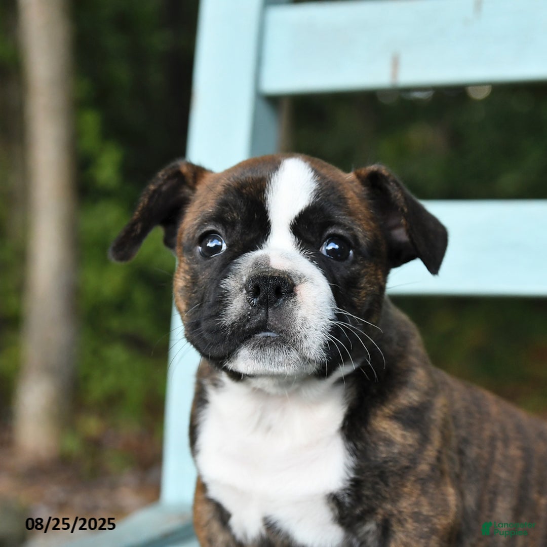 Mixed Breed dogs for sale: Rayne - Ad 5