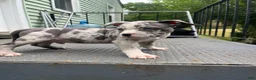 American Bully dogs for sale: Beau - Ad 13