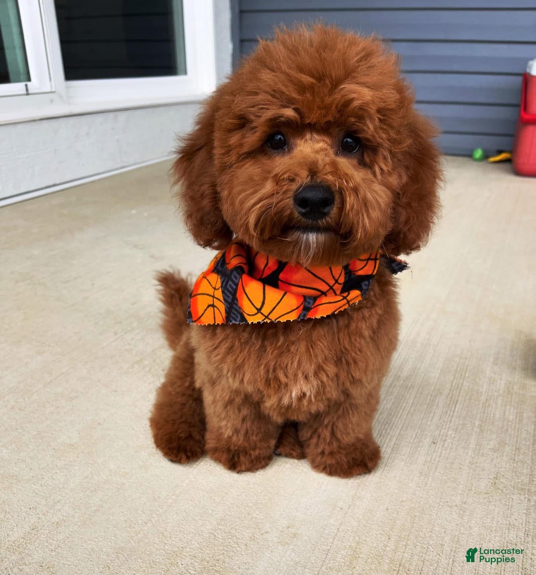 Toy Poodle dogs for stud: Stud- Rudy - Image 1