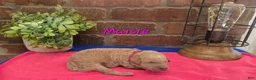 Goldendoodle dogs for sale: Mini Goldendoodle 10 - Ad 2