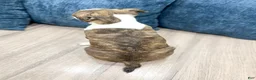 Boston Terrier dogs for sale: Milo - Ad 4