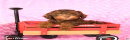 Miniature Poodle dogs for sale: Eva - Ad 3