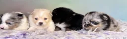 Pomeranian dogs for sale: Tipton - Ad 8