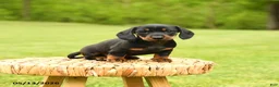 Dachshund dogs for sale: Anastasia - Ad 3