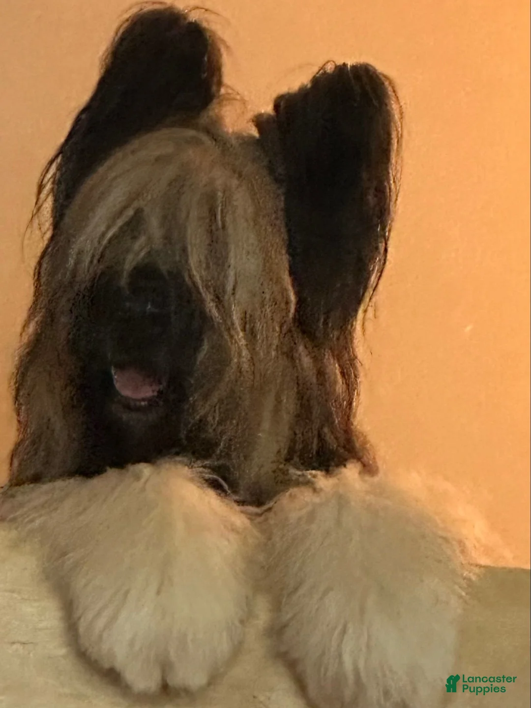 Gallery Image {{count}}