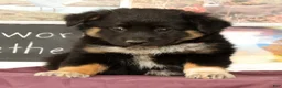Mixed Breed dogs for sale: Tipsie - Ad 5