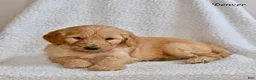 Goldendoodle dogs for sale: Denver - Ad 4